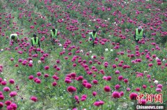 洛阳栾川千亩高山牡丹芍药迎来切花季